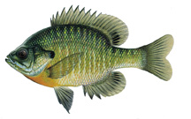 a pix of a bluegill