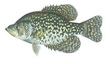 Black Crappie