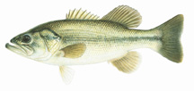 a pix of a largemouth bass