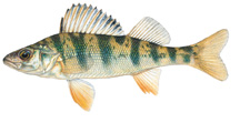 a pix of a perch