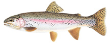 a pix of a rainbow trout